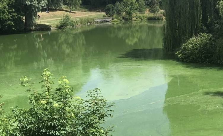Exemple de situation dramatique : eau verte en masse dans un étang !
