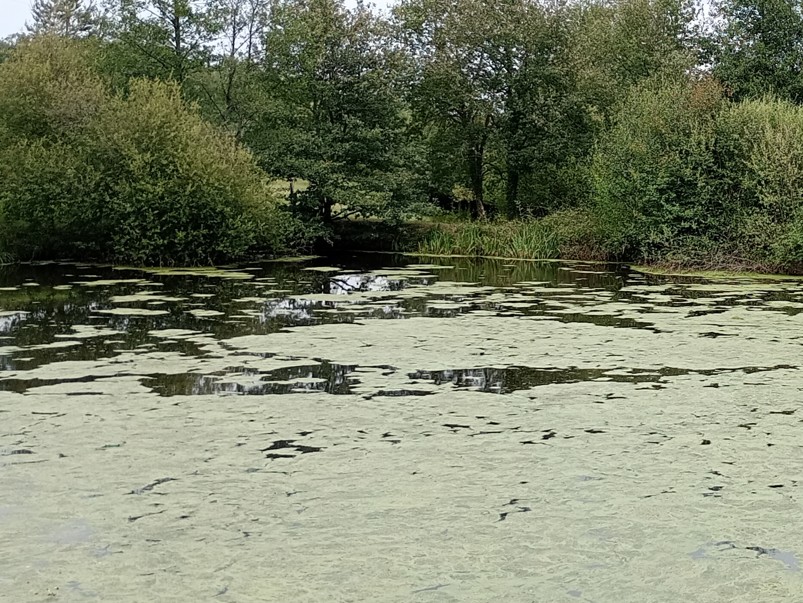 Pourquoi mon étang verdit ou “tourne” ? Explications et solutions