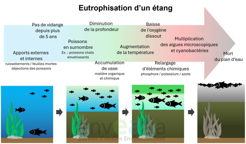 phénomène d'eutrophisation d'un étang