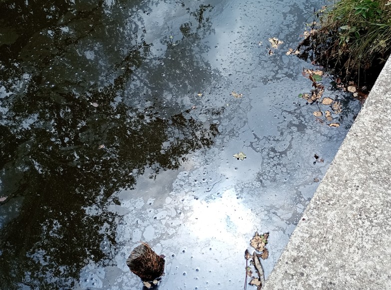 Irisations huileuses en surface : un des signes de la mauvaise santé d'un étang