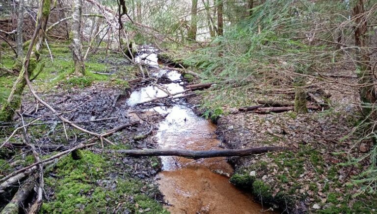 Petit cours d'eau à protéger