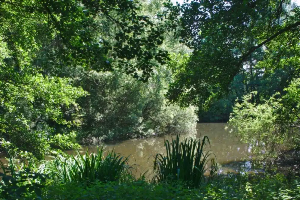 Forêt du lac d'Aydat, dans le Puy-de-Dôme, secteur d'interventio de Envealia